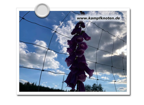 Fingerhut (Pflanze) gegen den Himmel fotografiert